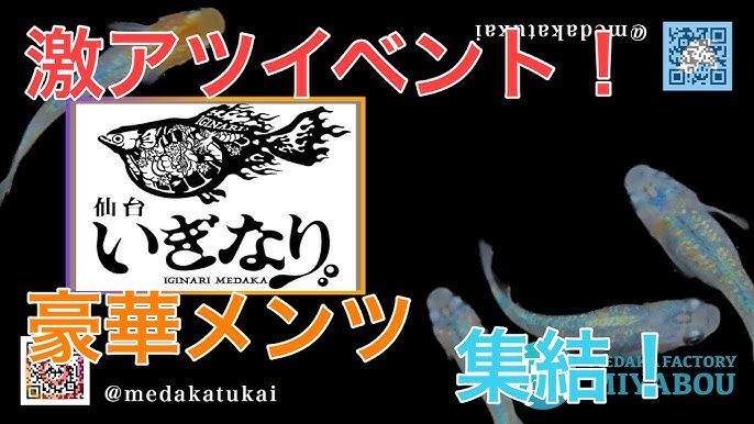 仙台ポニーリーグ【公式】 | 仙台市を中心に活動している仙台ポニーリーグです。 日本ポニーベースボール協会の公式テーマソング