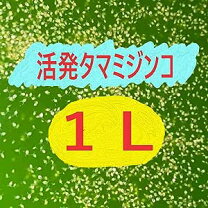 楽天市場】ミミズ千匹の通販