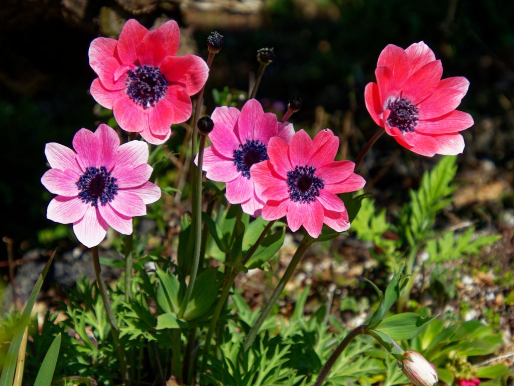 評判】既婚者アプリのAnemone（アネモネ）は実際どうなのか？口コミと評判・会員数・特徴・料金・登録方法・使い方・使ってみた体験談について徹底解説！