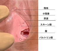 【ベストヒッツ】本物セックス依存症女ドキュメントGカップ清楚美人妻は夫以外の全男社員共有ヤリマン実態【デカ尻騎乗振りまくり強●クンニ絶頂】