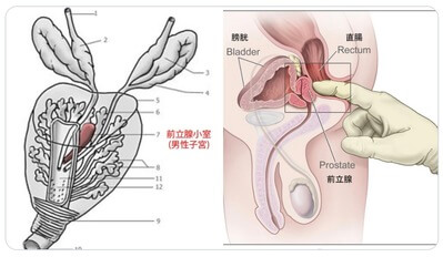 アナルセックスの正しいやり方、痛くない気持ちいい挿れ方など（初心者向け） - sexprogress.com