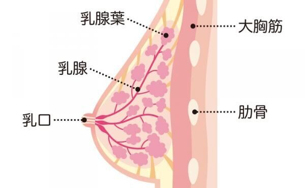 エロ 動画 貧 乳