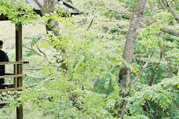 だいこんの花 (阿久根市) の口コミ1件 - トリップアドバイザー