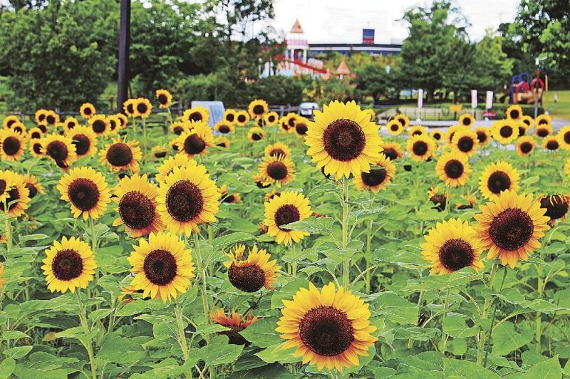 夏の花、ヒマワリの絶景を追って：朝日新聞GLOBE＋