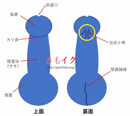 おっぱい好きが語る】乳首を吸いたい男の心理！おっぱいなしでは生きられない？ | Trip-Partner[トリップパートナー]