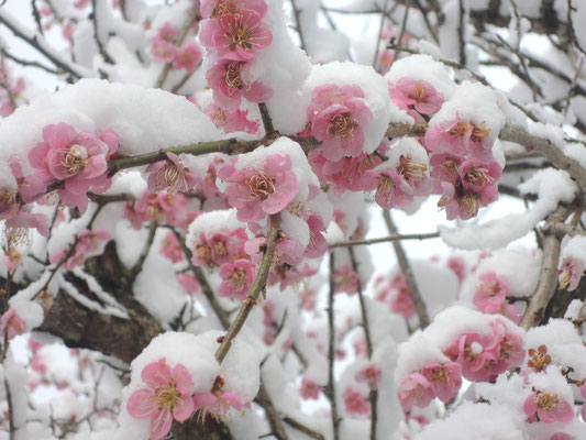 雪を愛でて楽しむ～平安文学に見られる雪～（後編）(季節・暮らしの話題 2021年01月24日) -