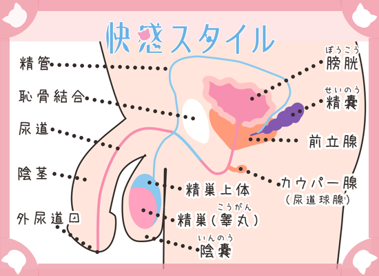 どうやってするの？初心者のための「正しいアナルセックス」 ｜ bda ORGANIC｜ビーディーエー オーガニック