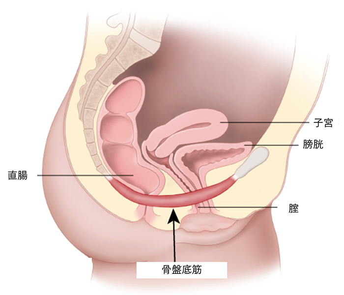 女性ヘルスケア【泌尿器科疾患について】 - 東京慈恵会医科大学