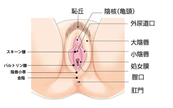 騎乗位とは？ セックスでのやり方を画像で解説 | 女性が気持ちいい腰の動かし方とは？