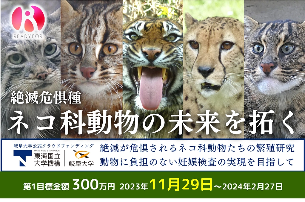 猫にも手、貸して 岐阜の団体、保護活動や現状発信 譲渡、ふれあいイベント 浪速で16日 ／大阪