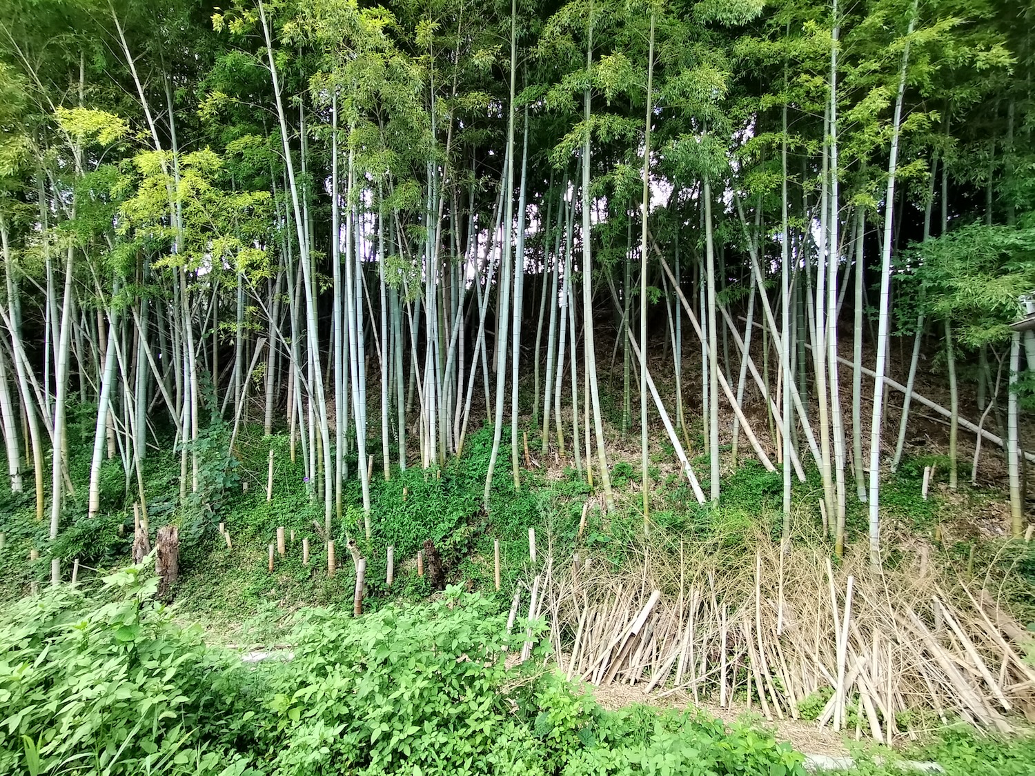 JR那加駅前の交差点に ひと・もの・ことが行き交う“まちの交民館”「十'｜TEN」をつくりたい！｜ローカルクラウドファンディングOCOS