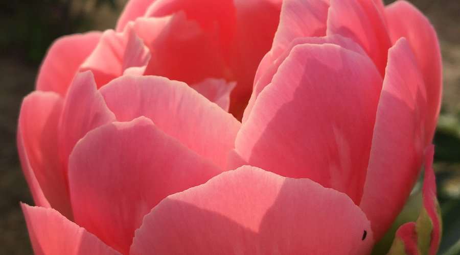 Peony in Atagoyama Park