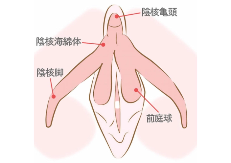 Gスポットはどこにある？ない人もいる？ 見つけ方・開発方法を紹介 | 医師監修