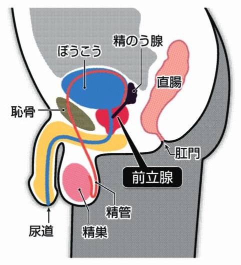 無修正動画 裏DVD】【個撮・車内手コキ&М性感施術】〈人気メンズエステシャン〉極淫マッサージで金玉活性！前立腺性感&神手コキで辛抱たまらずドピュー【個人撮影  素人