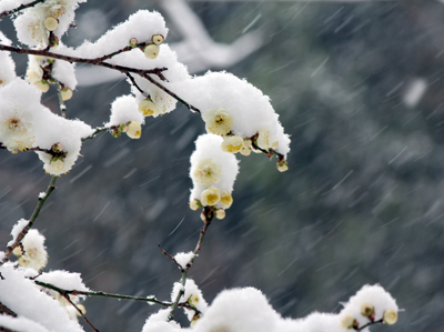 春の訪れに思いをはせて。雪のすき間から顔を出す「スノードロップ」