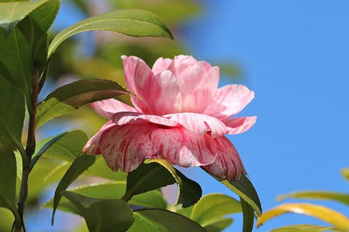 花が楽しめる公園 - 東京都青梅市公式ホームページ