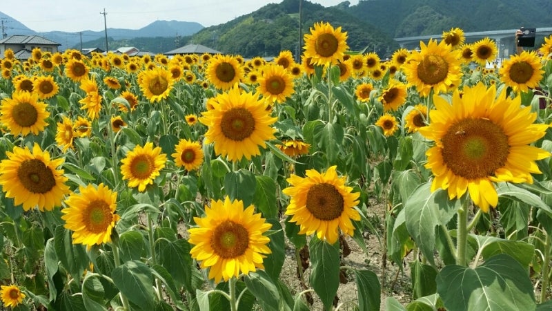 葵とひまわり（紙に水彩）