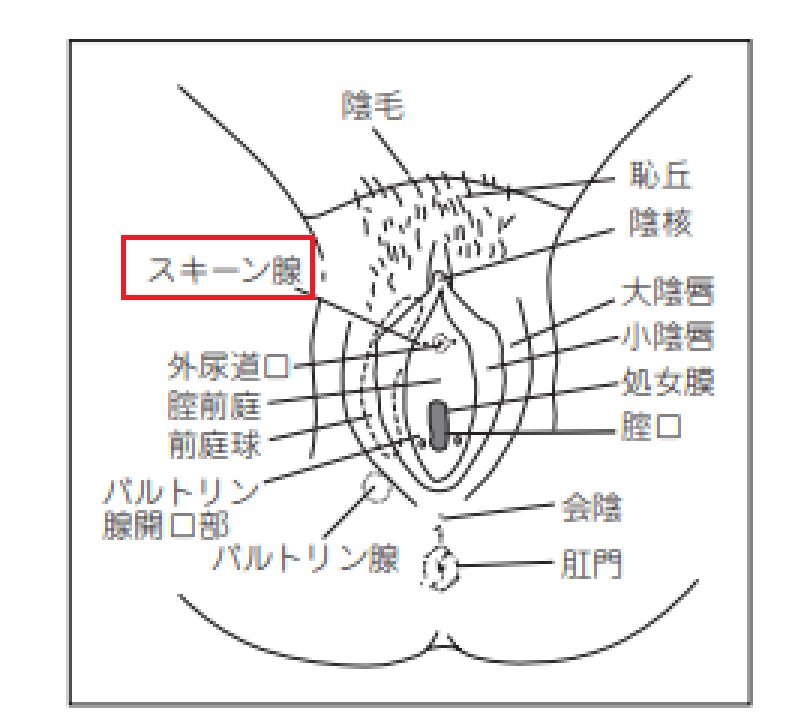 潮吹きとGスポットの密接な関係【やり方解説】女性必見！（画像つき） | 【30からの風俗アルバイト】ブログ