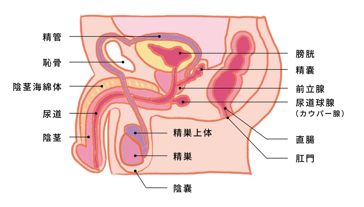 男性の性感帯はどこ？ アナルやペニスだけじゃない、彼が気持ちいい場所 | オトナのハウコレ