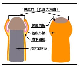 日本人の平均ペニスサイズ（通常時と勃起時）は○○cm！ – メンズ形成外科