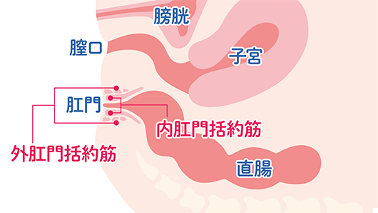 女性はオナニーしている？ イクためのやり方・グッズも紹介【医師監修】 ｜ iro iro