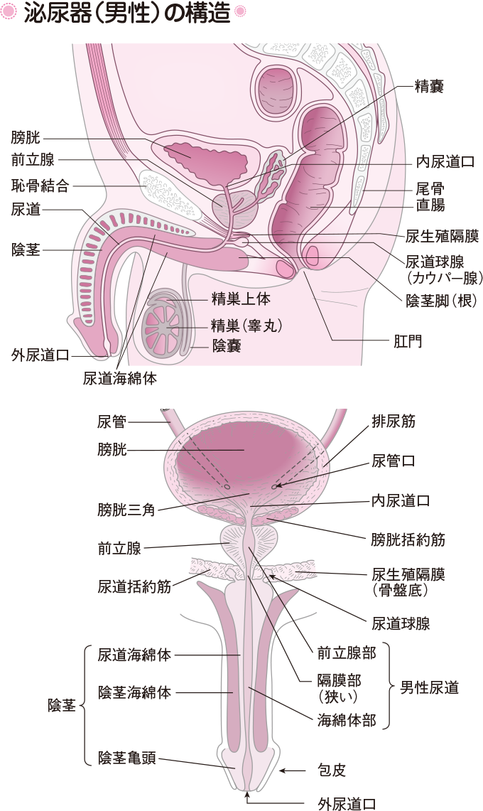 排尿障害・尿道狭窄 - 主な疾患 - 兵庫医科大学