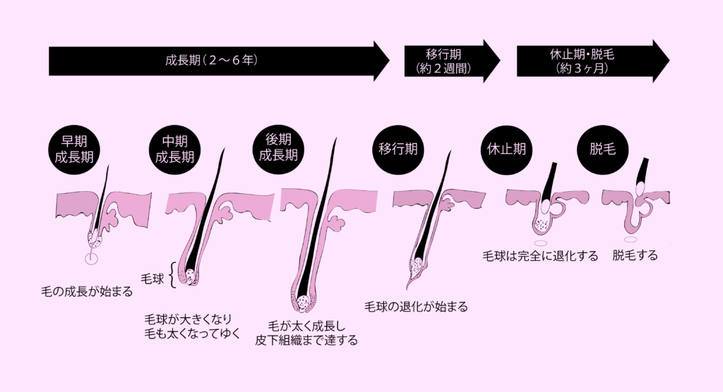 Amazon.co.jp: NATURECO ブラジリアンワックス 初心者向け