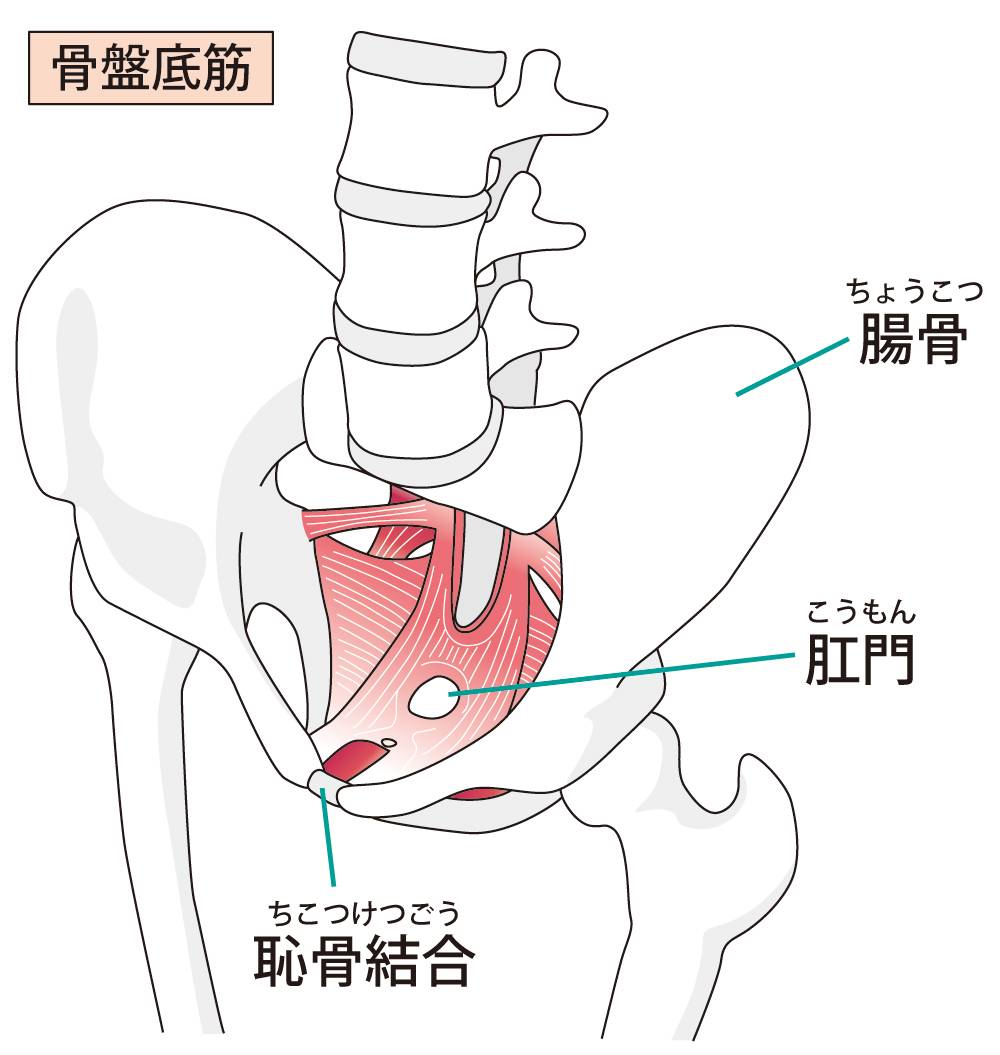 女性のヘルスケアと深く関わる「ウロギネコロジー」とは? | ファーマスタイル