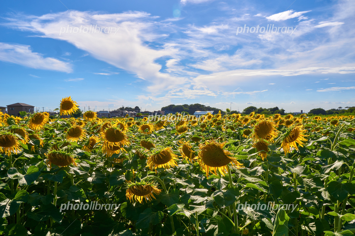 🌻鷺沼ひまわり回廊2023, 今年で最後の鷺沼のひまわり畑に行って来ました🌻🌻✨✨✨, 私にとっては最初で最後のひまわり回廊🌻,  住宅街の細い道を抜けると黄色い塊が🌻🌻🌻,