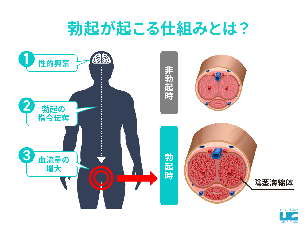 男性もリンパマッサージを受けられる？効果を詳しく解説 | アロマパンダ通信ブログ