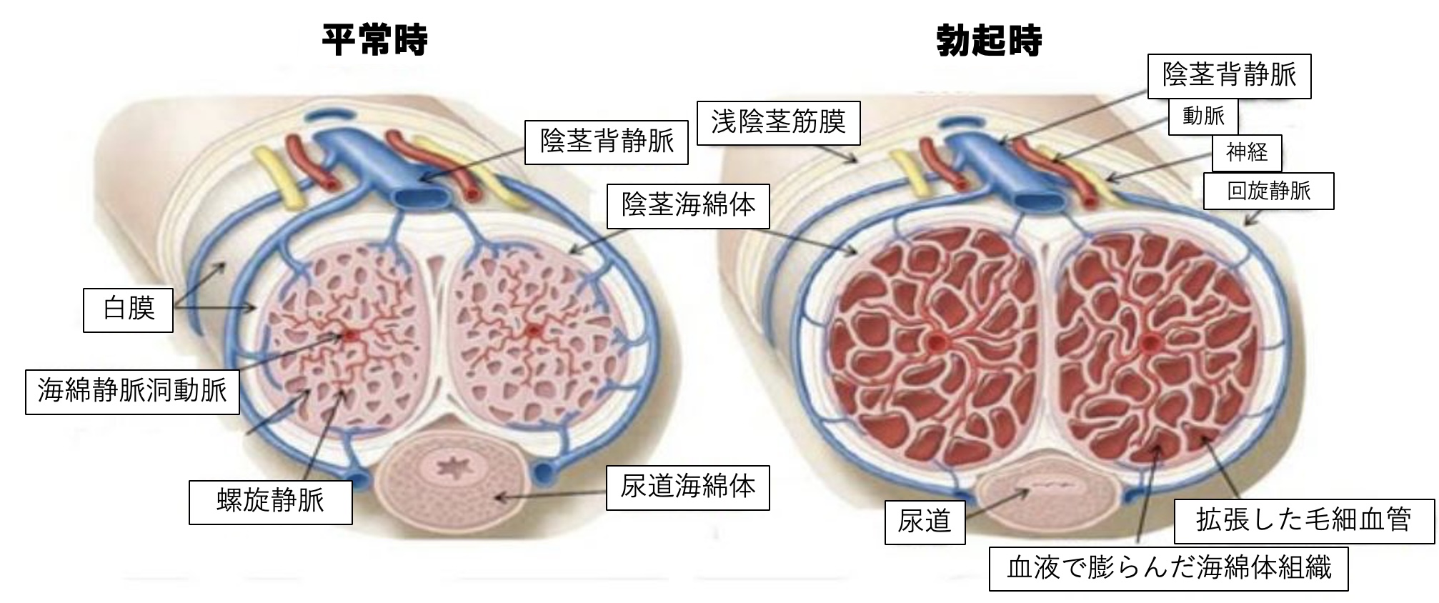 陰茎湾曲症の原因と手術について | 男性不妊治療は銀座リプロ外科