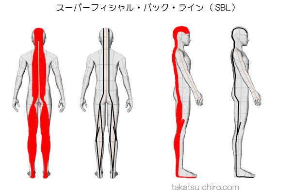 スーパーフィシャル・バック・ライン(身体後面浅層の筋膜ライン)｜高津整体院