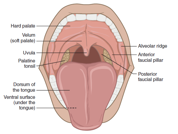 Tonsillectomy. Removal of palatine