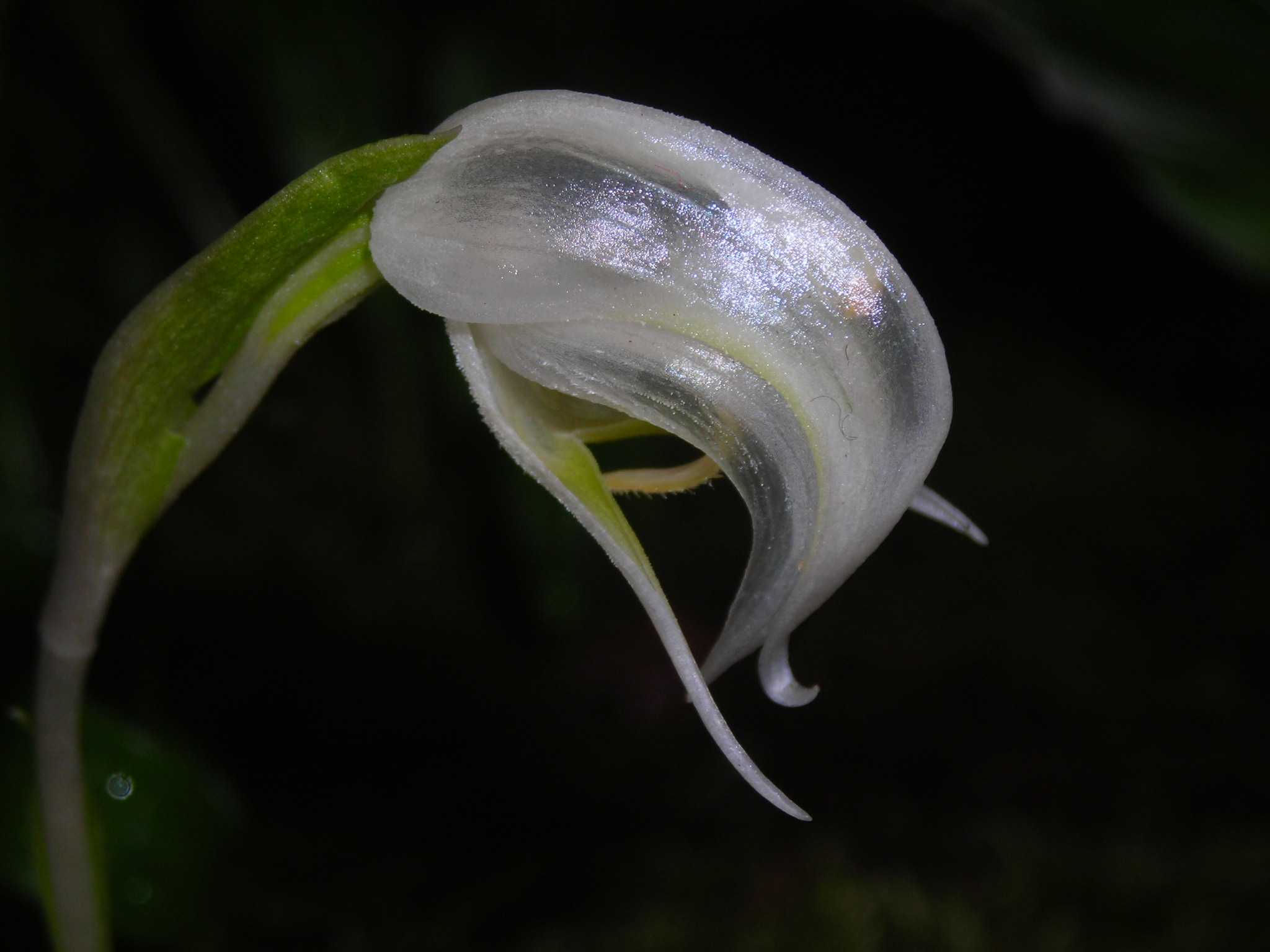 039 富貴蘭 白鳥殿 - 「中越植物園オンラインショップ」