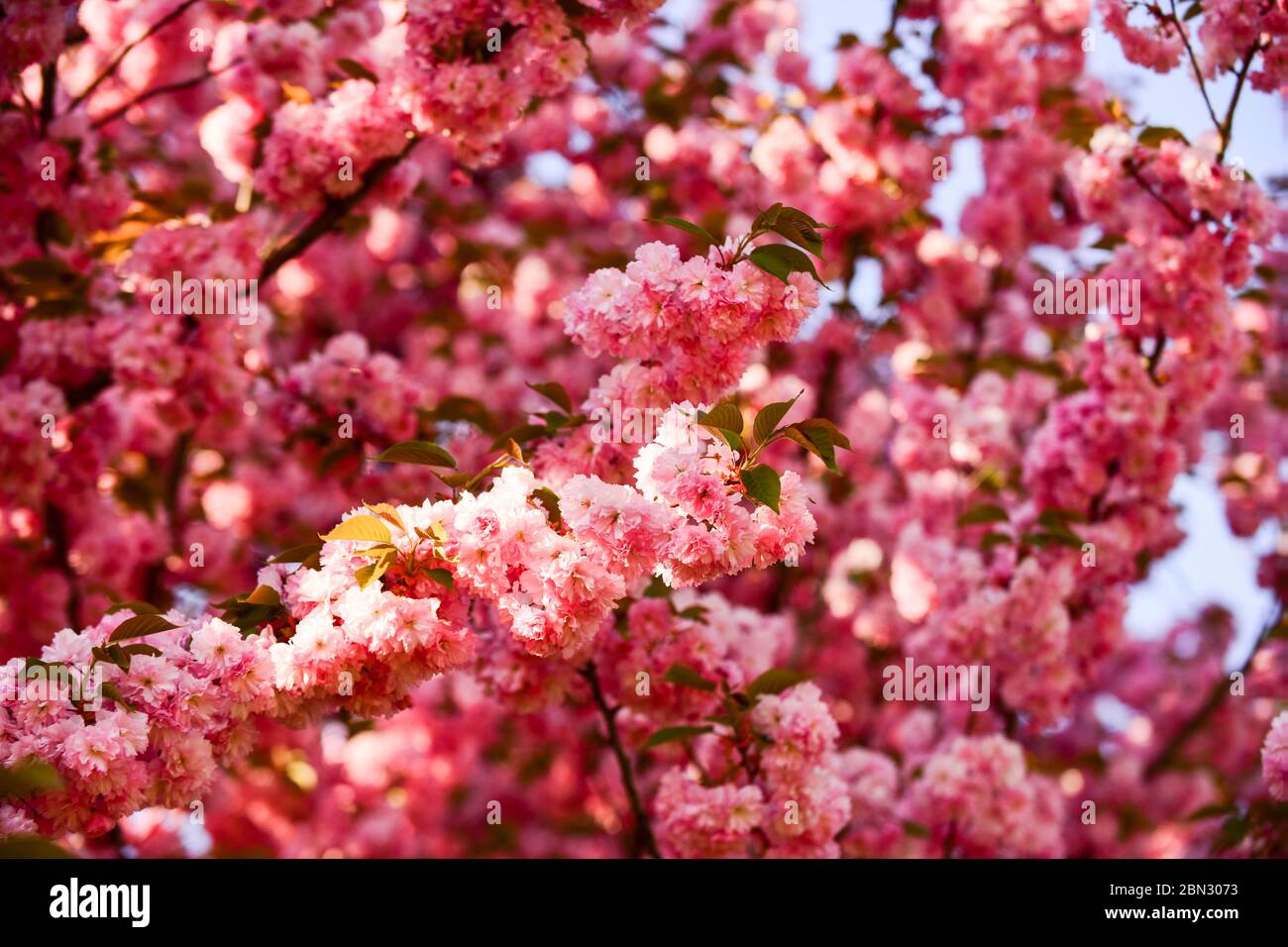 Sakura Spa -