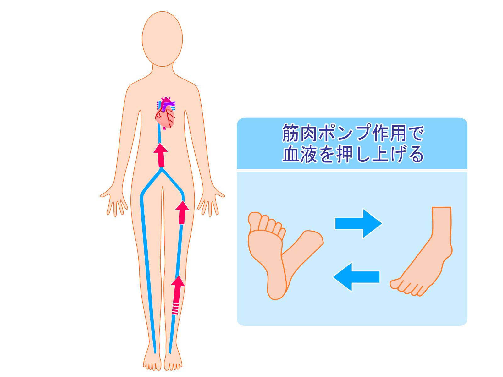 深部静脈血栓症と下肢静脈瘤の微妙な関係｜静岡静脈瘤クリニック