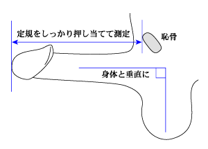 日本人のペニスサイズ調査～ちんこの長さ | 男性生殖器マニア