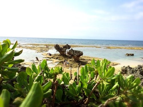 家族で沖縄本島周辺離島8島巡り』美ら海・本部・今帰仁(沖縄県)の旅行記・ブログ by よーべんさん【フォートラベル】