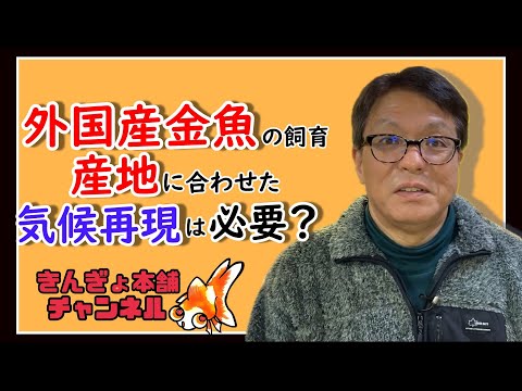 春です、金魚の季節到来！病気対策も考えましょう！「きんぎょ本舗」 | きんぎょ本舗ブログ～金魚HOLiC～