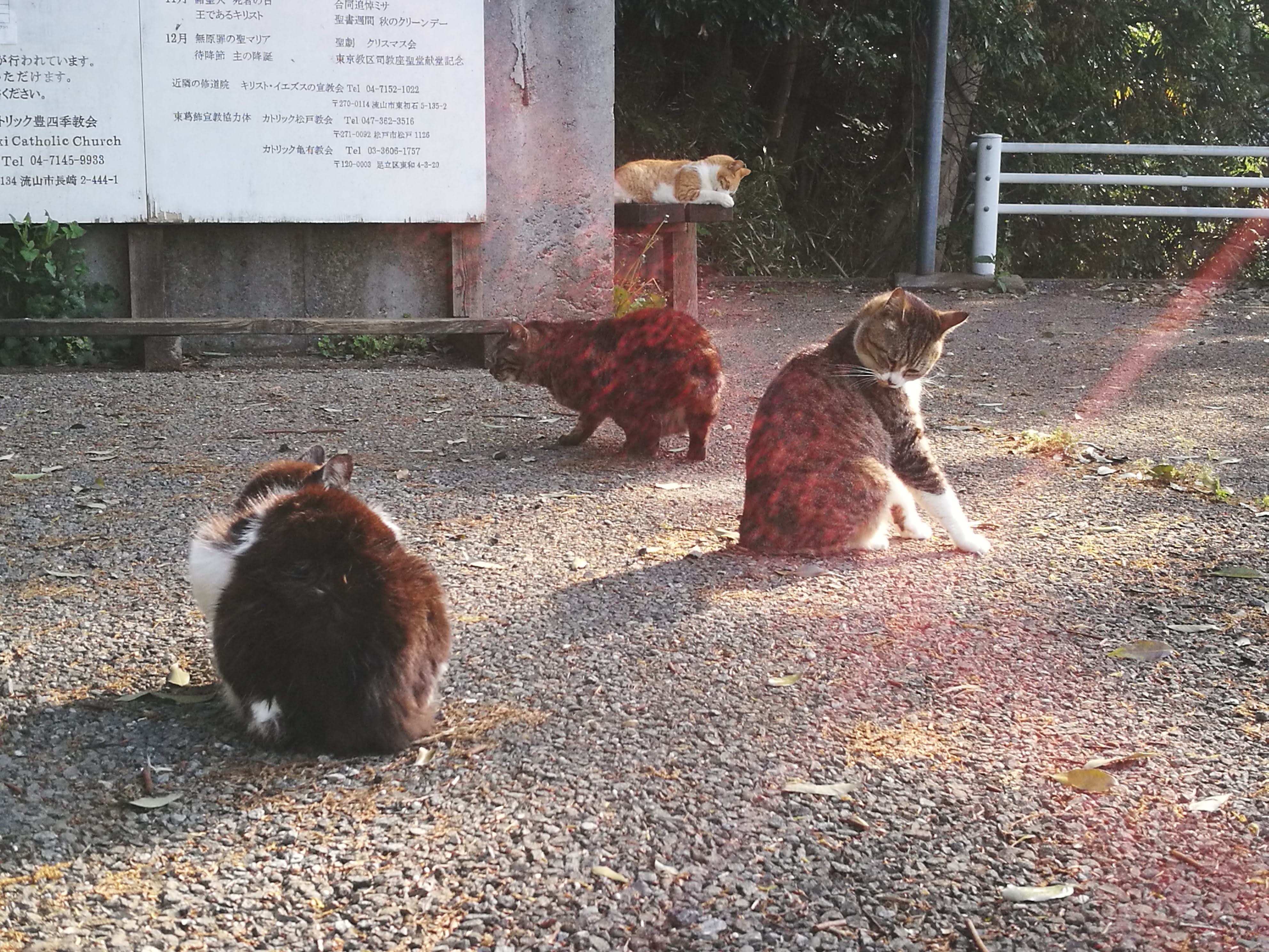 南流山駅 (千葉県) でペットの火葬・霊園・供養を依頼できるペット葬儀社を比較・検索 |