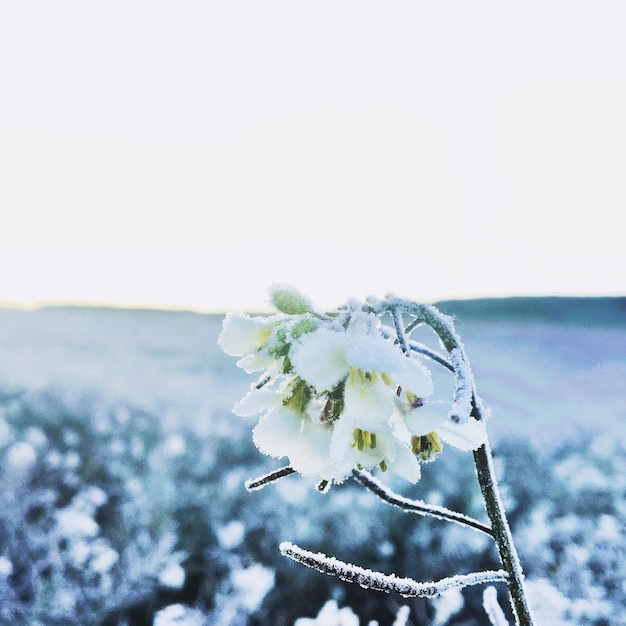 雪の花 ゆきのはな｜旬のもの｜暦生活 | 日本の季節を楽しむ暮らし