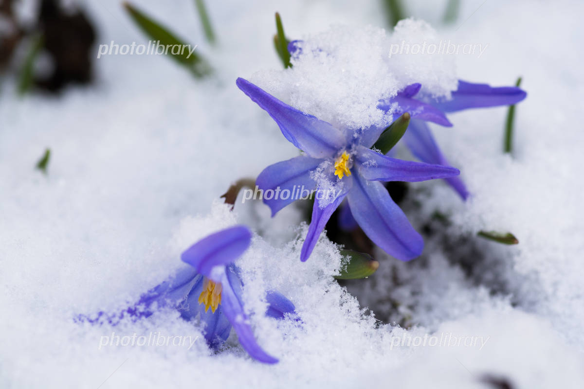 村松の雪ぼたんの花 写真素材 [