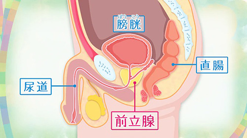 前立腺マッサージとはどんなプレイ？ 風俗エステ嬢がやり方を詳細解説 | シンデレラグループ公式サイト