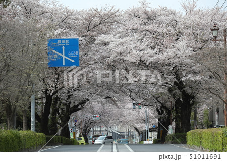 新しい発見がある？！さくらの花が美しい「柳瀬川桜堤」 - My Town 東上線!