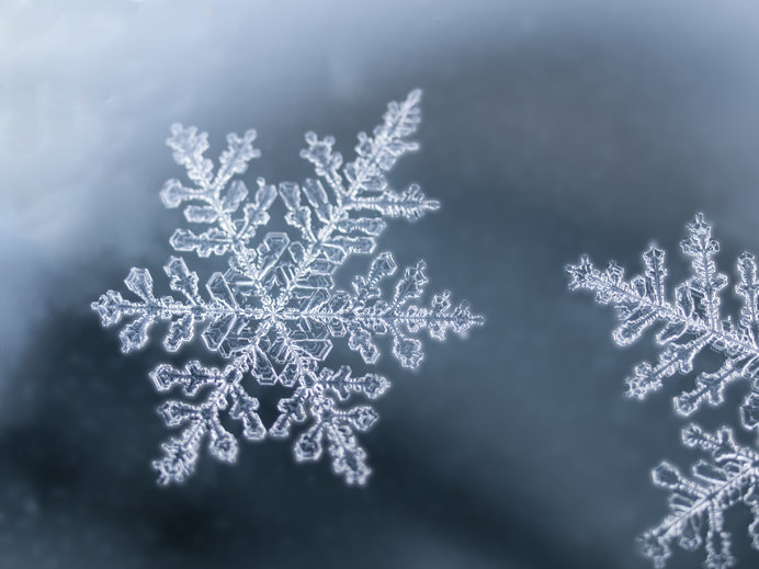 雪の花が満開です！ | 松之山ドットコム