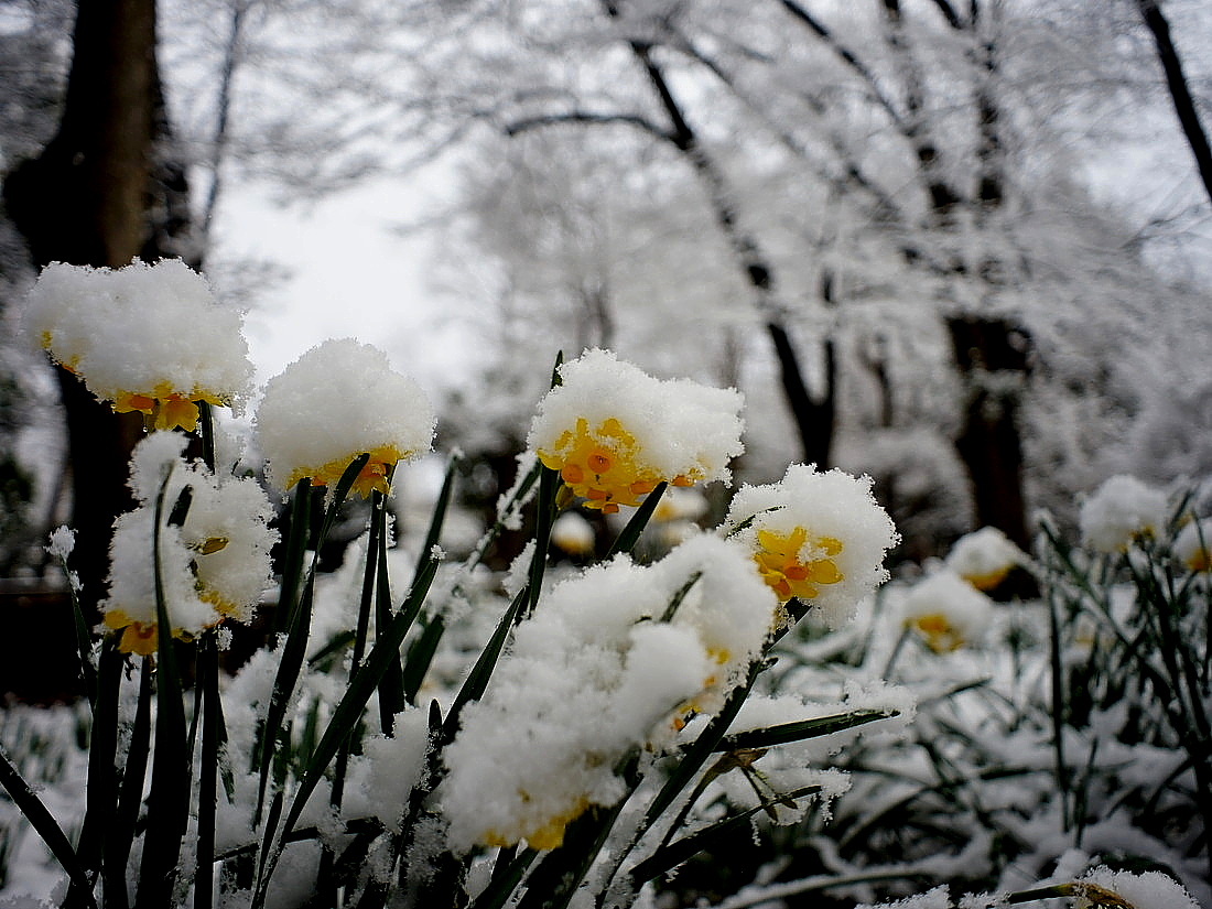 雪と山茶花🌺 ・ ・