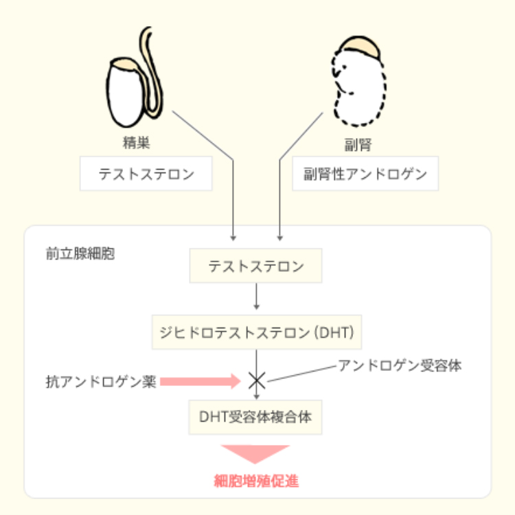 フィナステリド錠に関するよくある質問【浜松町第一クリニック】