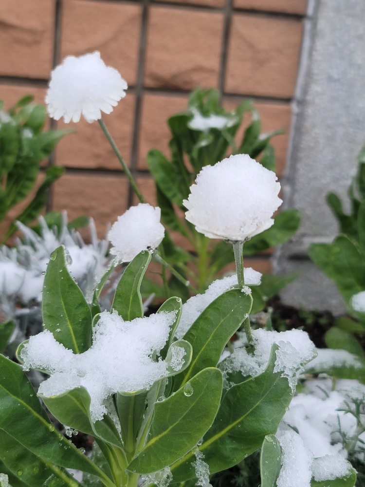 雪ではない「香雪（こうせつ）」と、花ではない「不香の花（ふきょうのはな）」 今週の北陸地方は両方（饒村曜） - エキスパート -