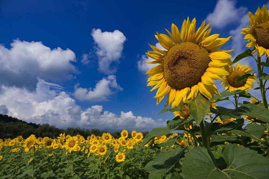 関東のひまわり畑おすすめ10選！夏の絶景を満喫しよう！ - まっぷるウェブ