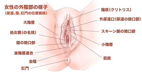 Amazon | 【股間超密着】遠隔ローター